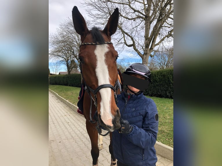 Sportivo Tedesco / Sportivo della Germania Castrone 9 Anni 178 cm Baio in Rheinfelden