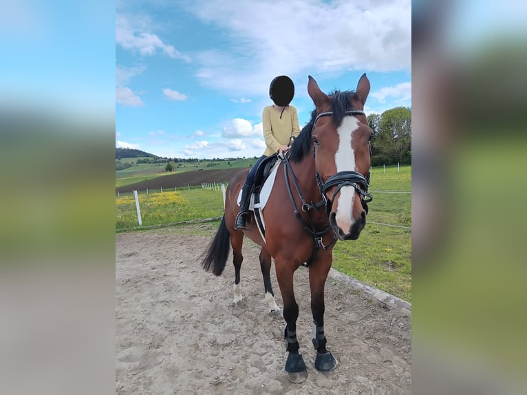 Sportivo Tedesco / Sportivo della Germania Castrone 9 Anni 178 cm Baio in Rheinfelden
