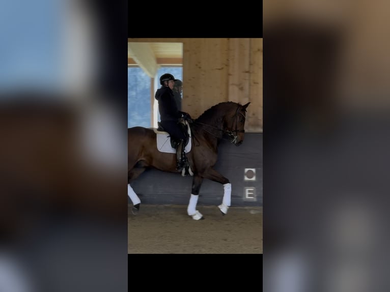 Sportivo Tedesco / Sportivo della Germania Castrone 9 Anni 178 cm Baio scuro in Innsbruck