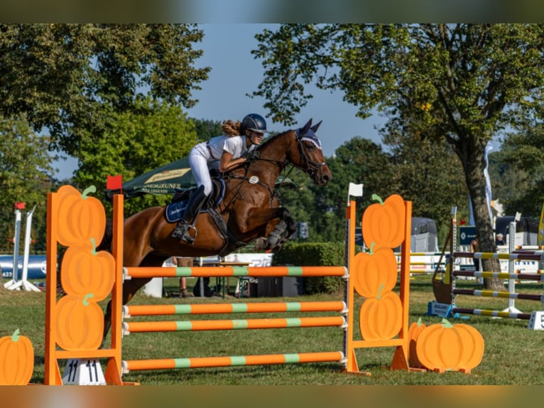 Sportivo Tedesco / Sportivo della Germania Giumenta 10 Anni 160 cm Baio in Glaubitz