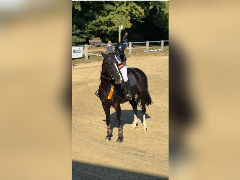 Sportivo Tedesco / Sportivo della Germania Giumenta 10 Anni 160 cm Baio nero in Dörth