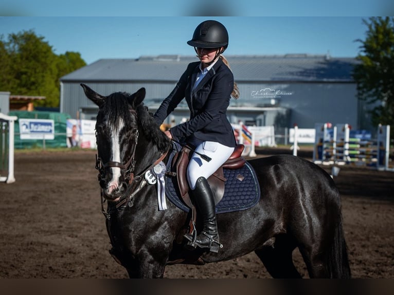 Sportivo Tedesco / Sportivo della Germania Giumenta 10 Anni 160 cm Baio nero in DörthDörth
