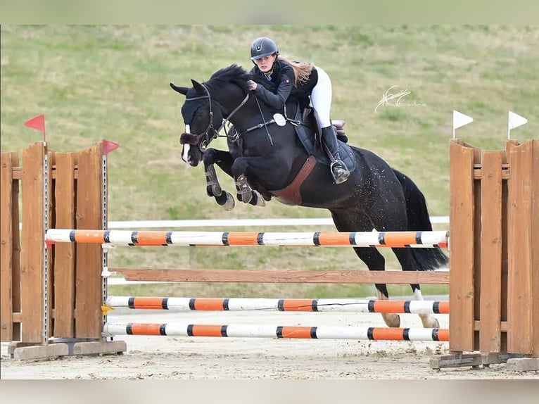 Sportivo Tedesco / Sportivo della Germania Giumenta 10 Anni 160 cm Baio nero in DörthDörth