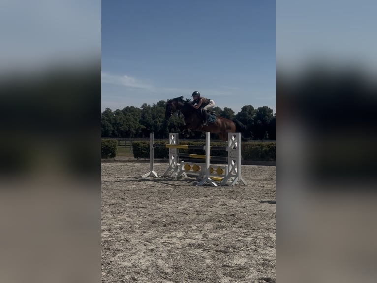 Sportivo Tedesco / Sportivo della Germania Giumenta 10 Anni 160 cm Baio scuro in Neustadt Dosse