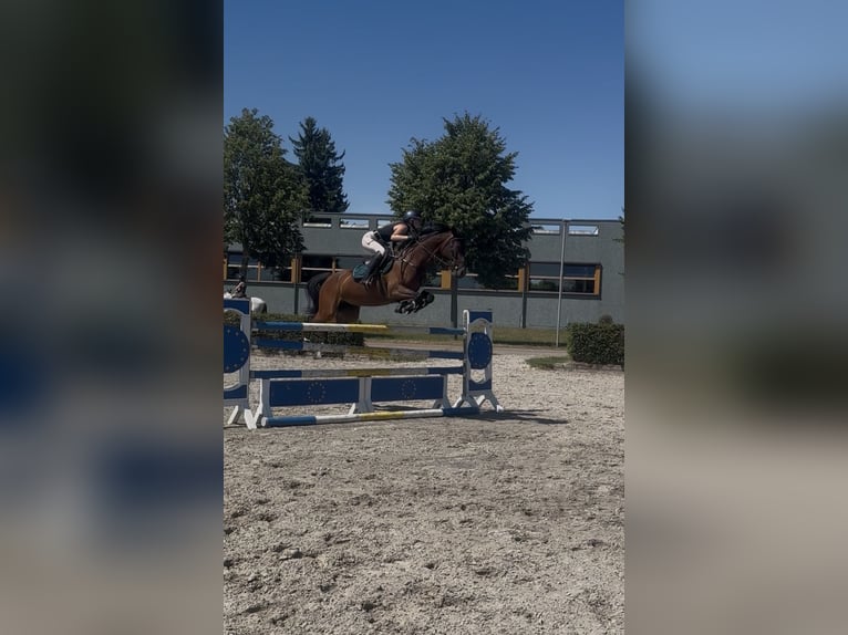 Sportivo Tedesco / Sportivo della Germania Giumenta 10 Anni 160 cm Baio scuro in Neustadt Dosse