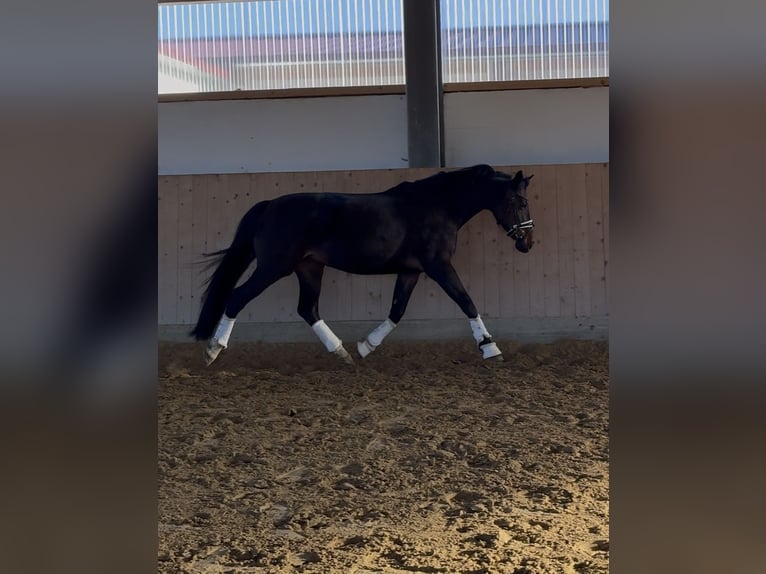 Sportivo Tedesco / Sportivo della Germania Giumenta 10 Anni 160 cm Baio scuro in Westerheim