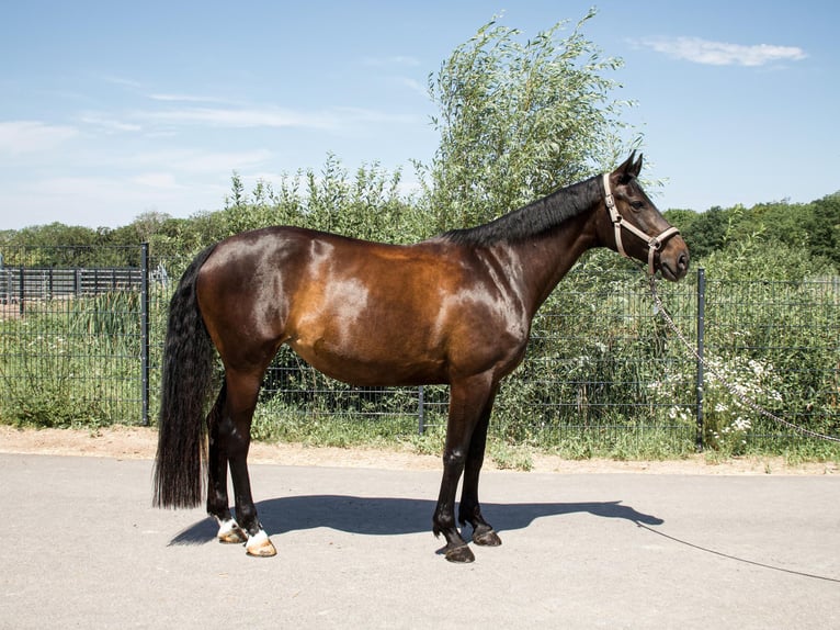 Sportivo Tedesco / Sportivo della Germania Giumenta 10 Anni 164 cm Baio scuro in Mandelbachtal
