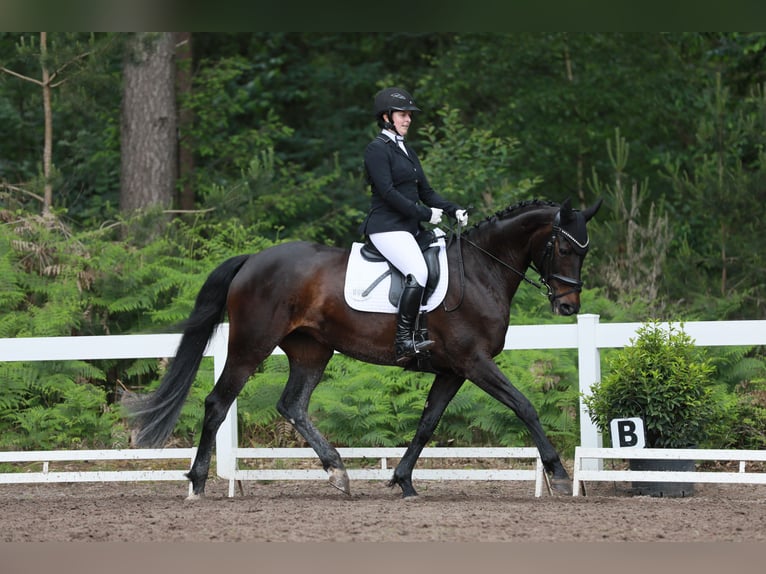 Sportivo Tedesco / Sportivo della Germania Giumenta 10 Anni 164 cm Baio scuro in Mandelbachtal