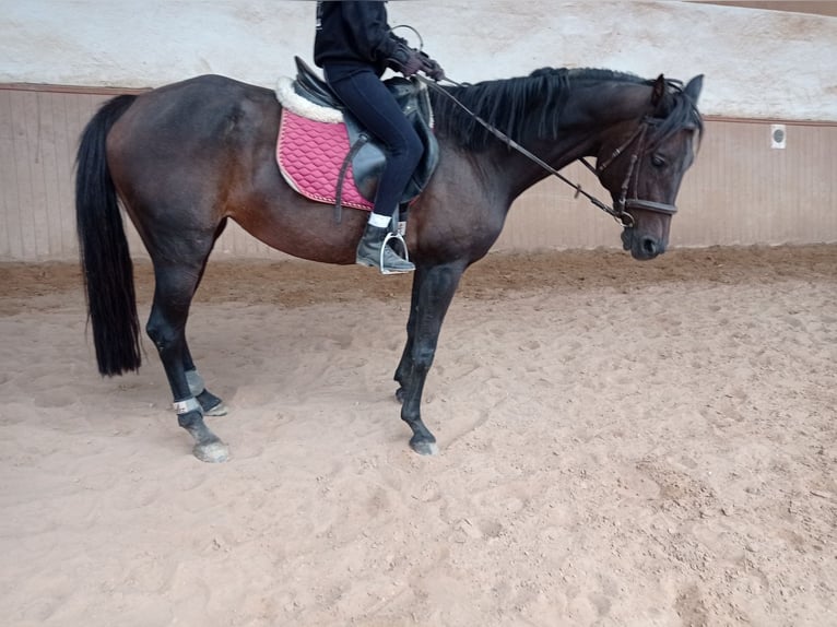 Sportivo Tedesco / Sportivo della Germania Giumenta 10 Anni 164 cm Baio scuro in Pirmasens