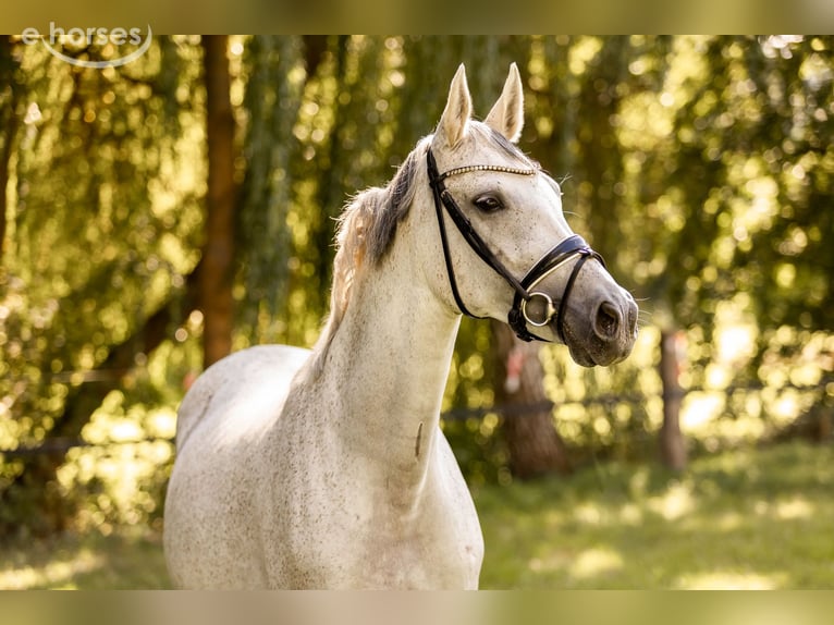 Sportivo Tedesco / Sportivo della Germania Giumenta 10 Anni 165 cm Grigio in Priestewitz