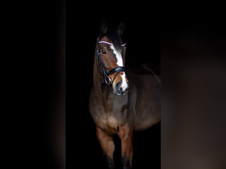 Sportivo Tedesco / Sportivo della Germania Giumenta 10 Anni 166 cm Baio in Magdeburg
