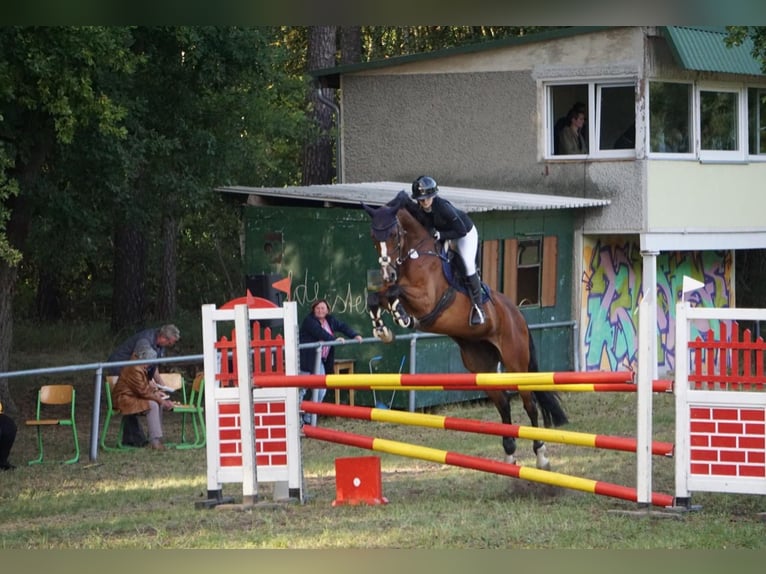 Sportivo Tedesco / Sportivo della Germania Giumenta 10 Anni 166 cm Baio in Magdeburg