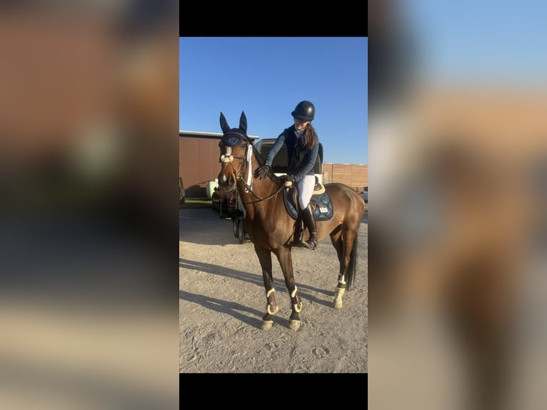 Sportivo Tedesco / Sportivo della Germania Giumenta 10 Anni 166 cm Baio scuro in Essen