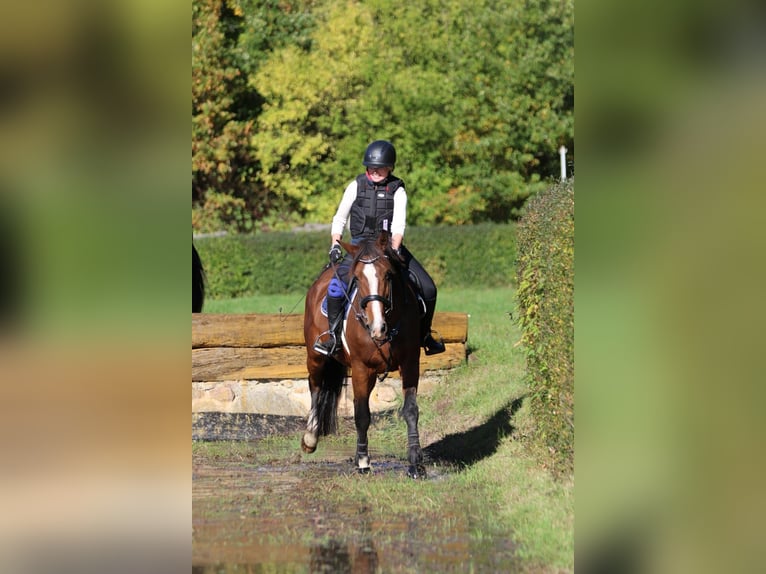 Sportivo Tedesco / Sportivo della Germania Giumenta 10 Anni 167 cm Baio in Kemberg
