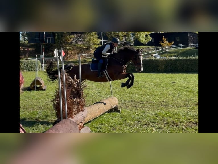 Sportivo Tedesco / Sportivo della Germania Giumenta 10 Anni 167 cm Baio in Kemberg