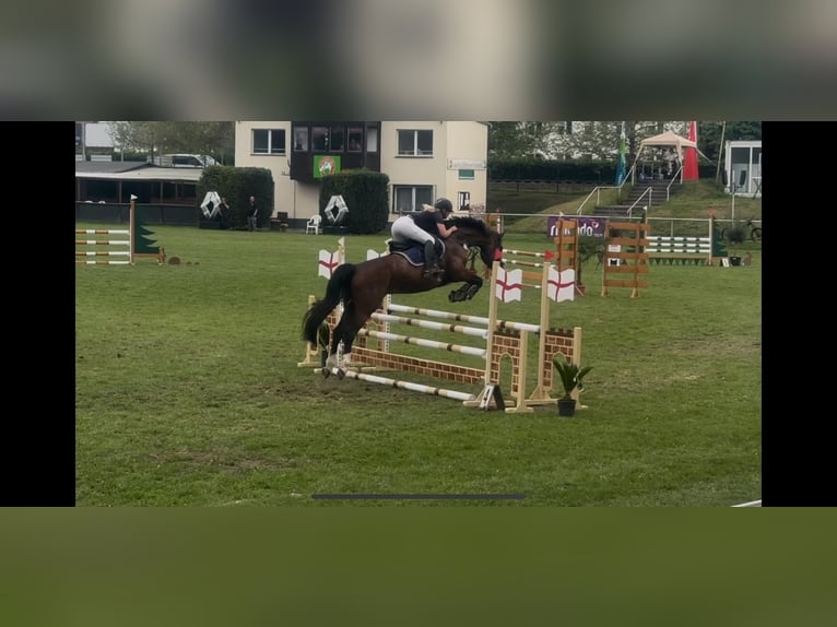 Sportivo Tedesco / Sportivo della Germania Giumenta 10 Anni 167 cm Baio in Kemberg