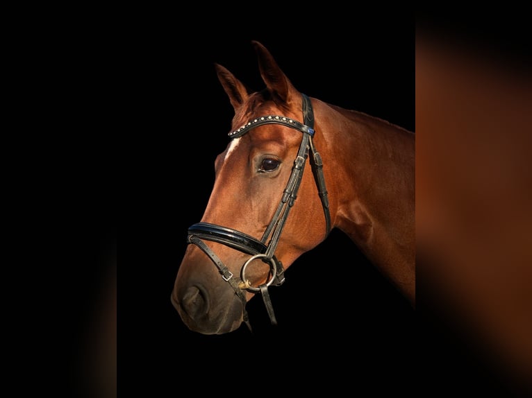 Sportivo Tedesco / Sportivo della Germania Giumenta 10 Anni 167 cm Sauro in Johanniskirchen