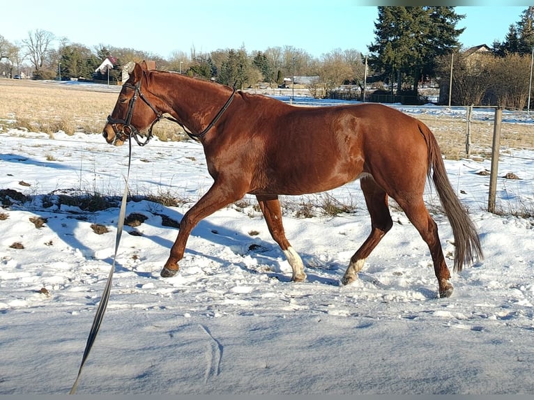Sportivo Tedesco / Sportivo della Germania Giumenta 10 Anni 167 cm Sauro in Groß Kreutz