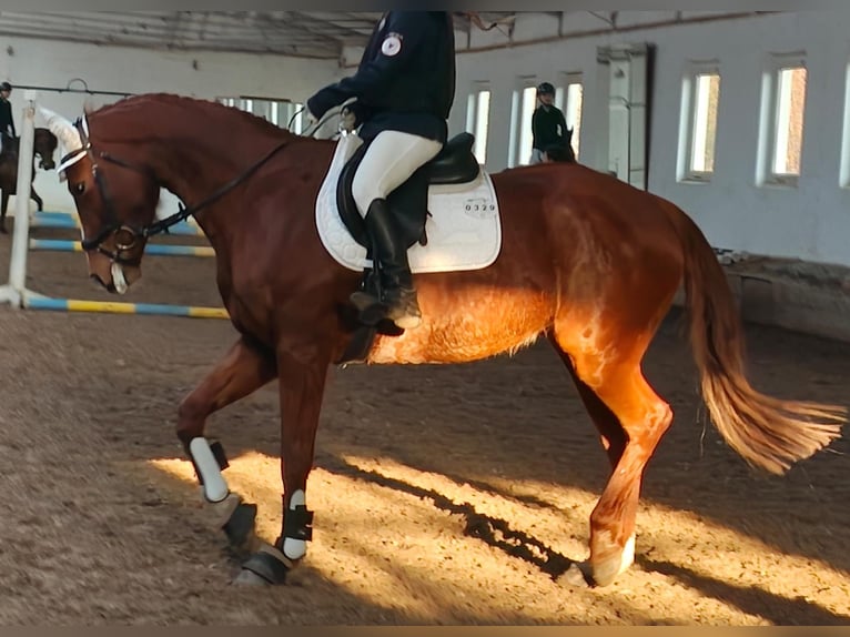 Sportivo Tedesco / Sportivo della Germania Giumenta 10 Anni 167 cm Sauro in Groß Kreutz