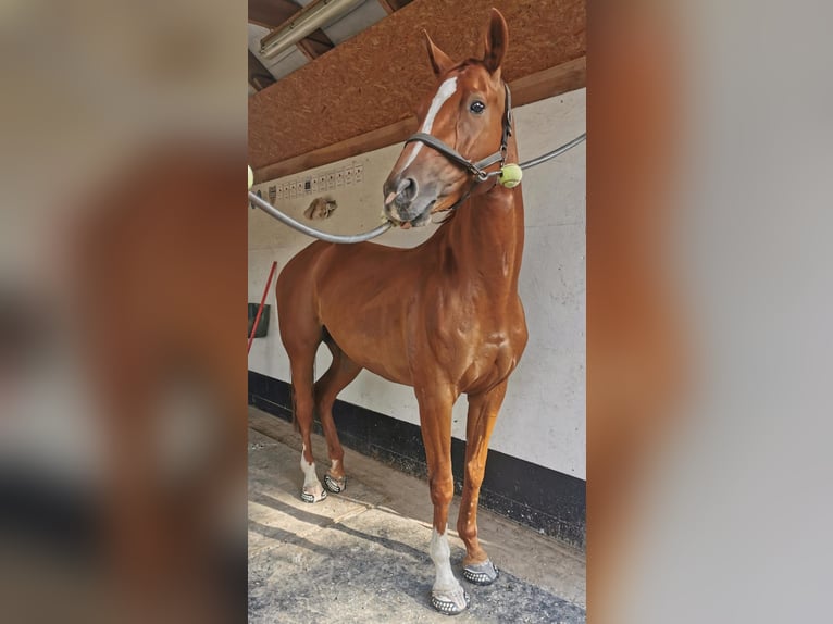 Sportivo Tedesco / Sportivo della Germania Giumenta 10 Anni 167 cm Sauro in Groß Kreutz