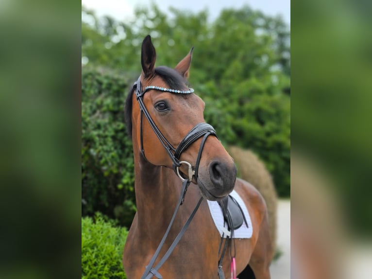Sportivo Tedesco / Sportivo della Germania Giumenta 10 Anni 168 cm Baio in Bernried