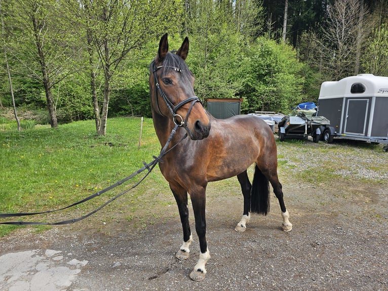 Sportivo Tedesco / Sportivo della Germania Giumenta 10 Anni 168 cm Baio scuro in Lindenberg im Allgäu