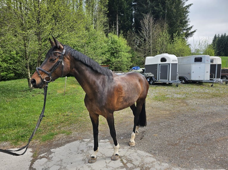 Sportivo Tedesco / Sportivo della Germania Giumenta 10 Anni 168 cm Baio scuro in Lindenberg im Allgäu