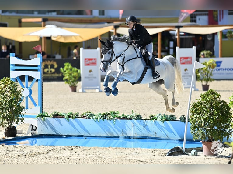 Sportivo Tedesco / Sportivo della Germania Giumenta 10 Anni 168 cm Grigio in Salzburg