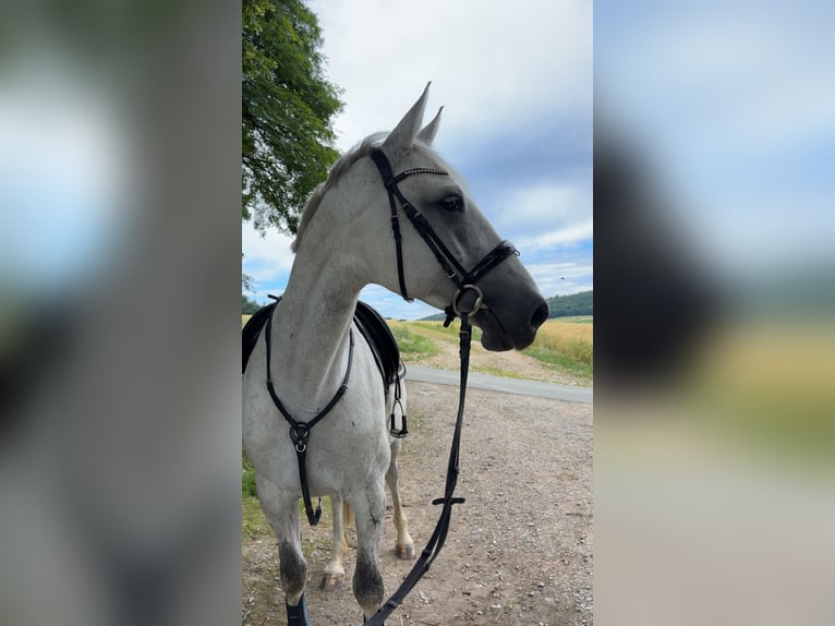 Sportivo Tedesco / Sportivo della Germania Giumenta 10 Anni 168 cm Grigio pezzato in Korbach
