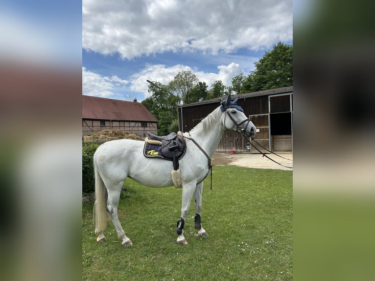 Sportivo Tedesco / Sportivo della Germania Giumenta 10 Anni 169 cm Grigio in K&#xF6;nigsbrunn
