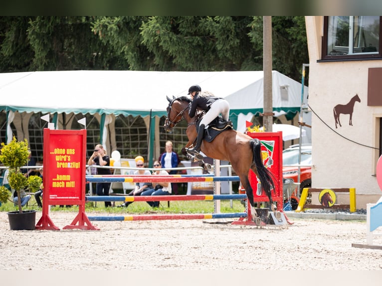 Sportivo Tedesco / Sportivo della Germania Giumenta 10 Anni 170 cm Baio in Bahretal