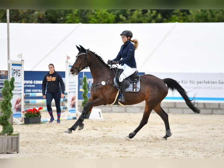 Sportivo Tedesco / Sportivo della Germania Giumenta 10 Anni 170 cm Baio nero in Wien, Donaustadt