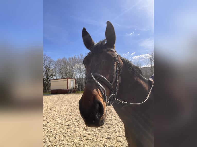 Sportivo Tedesco / Sportivo della Germania Giumenta 10 Anni 170 cm Baio scuro in Schwalmstadt