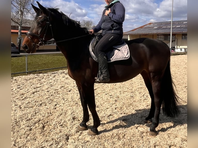 Sportivo Tedesco / Sportivo della Germania Giumenta 10 Anni 170 cm Baio scuro in Schwalmstadt