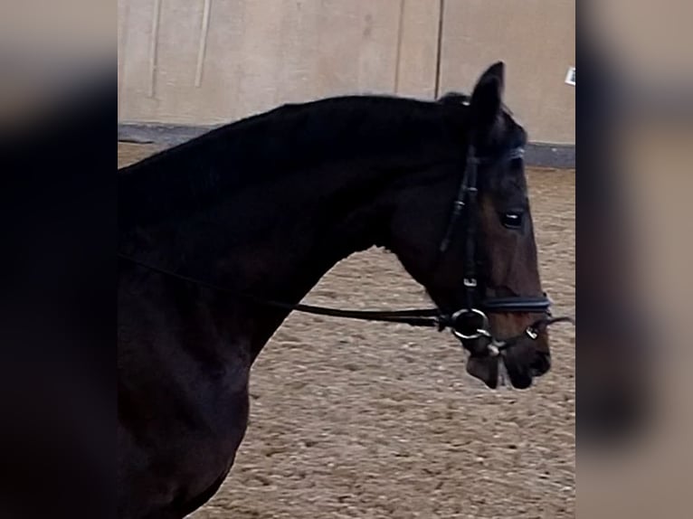 Sportivo Tedesco / Sportivo della Germania Giumenta 10 Anni 170 cm Baio scuro in Weißenburg in Bayern