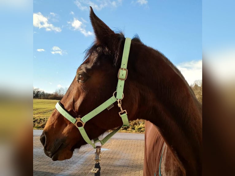 Sportivo Tedesco / Sportivo della Germania Giumenta 10 Anni 170 cm Baio scuro in Weißenburg in Bayern