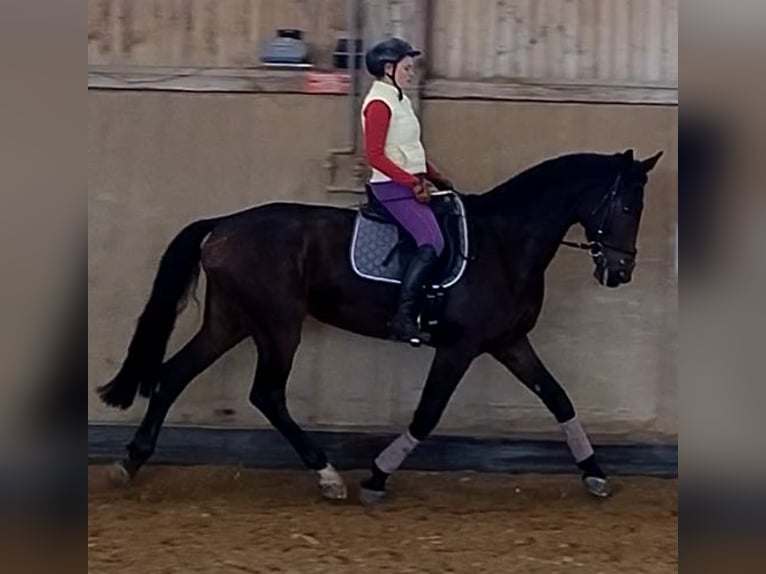 Sportivo Tedesco / Sportivo della Germania Giumenta 10 Anni 170 cm Baio scuro in Weißenburg in Bayern