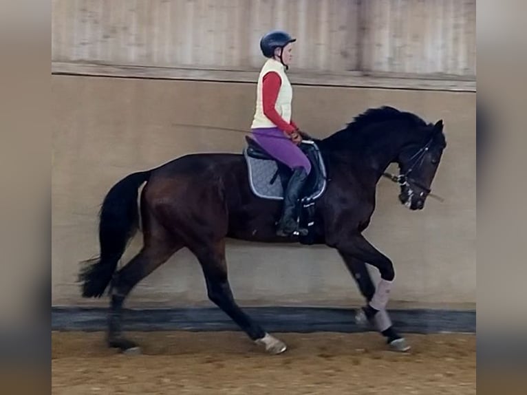 Sportivo Tedesco / Sportivo della Germania Giumenta 10 Anni 170 cm Baio scuro in Weißenburg in Bayern