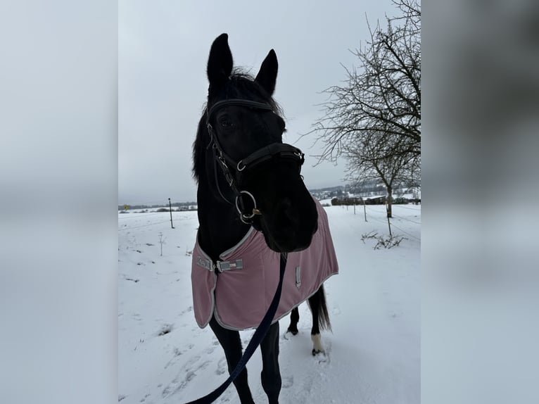 Sportivo Tedesco / Sportivo della Germania Giumenta 10 Anni 170 cm Morello in Marzhausen