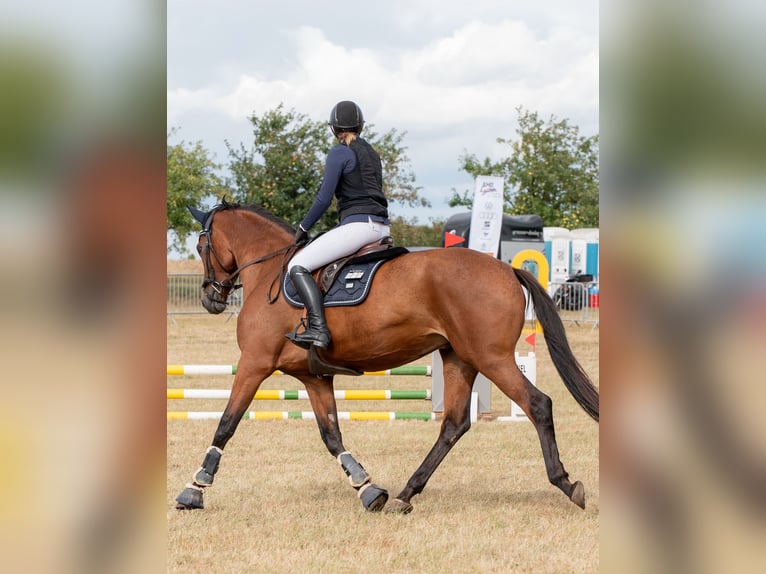 Sportivo Tedesco / Sportivo della Germania Giumenta 10 Anni 172 cm Baio in Weimar