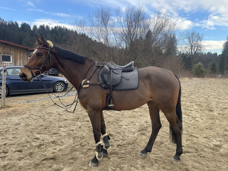 Sportivo Tedesco / Sportivo della Germania Giumenta 10 Anni 173 cm Baio in Steuerberg Feldkirchen