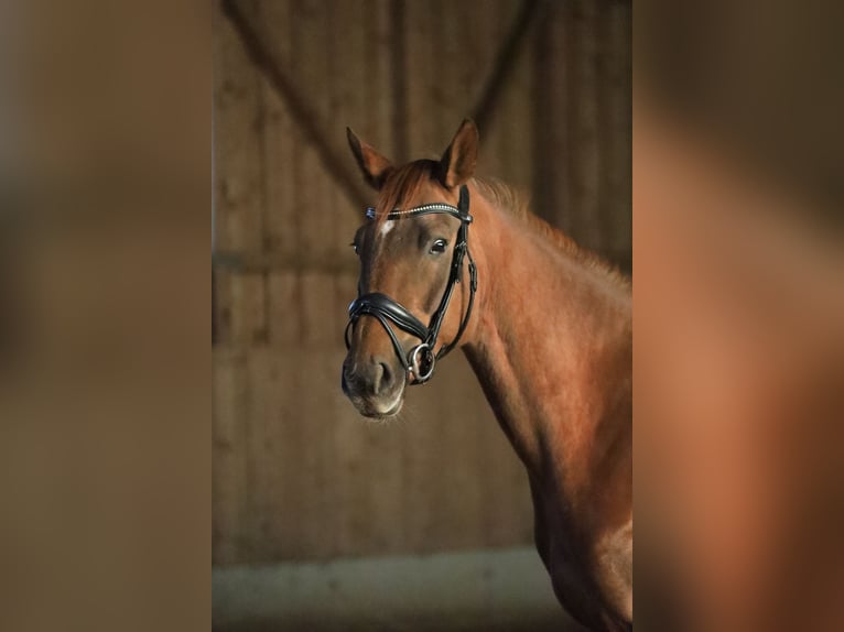 Sportivo Tedesco / Sportivo della Germania Giumenta 10 Anni 173 cm Sauro scuro in Gumpoldskirchen