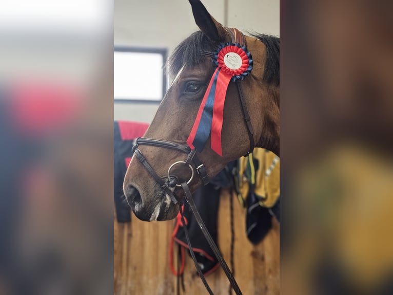 Sportivo Tedesco / Sportivo della Germania Giumenta 10 Anni 174 cm Baio ciliegia in Stękiny