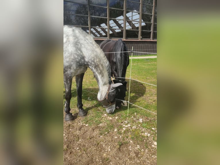Sportivo Tedesco / Sportivo della Germania Giumenta 10 Anni 174 cm Grigio pezzato in Bad Schussenried