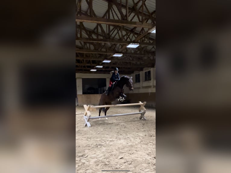 Sportivo Tedesco / Sportivo della Germania Giumenta 10 Anni 175 cm Baio in Pritzwalk