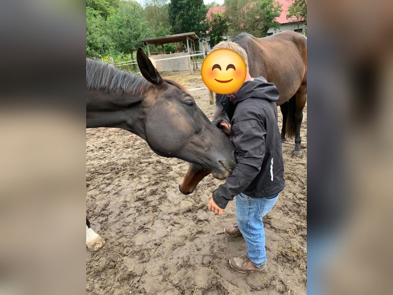 Sportivo Tedesco / Sportivo della Germania Giumenta 10 Anni 183 cm Morello in Schönwalde-Glien