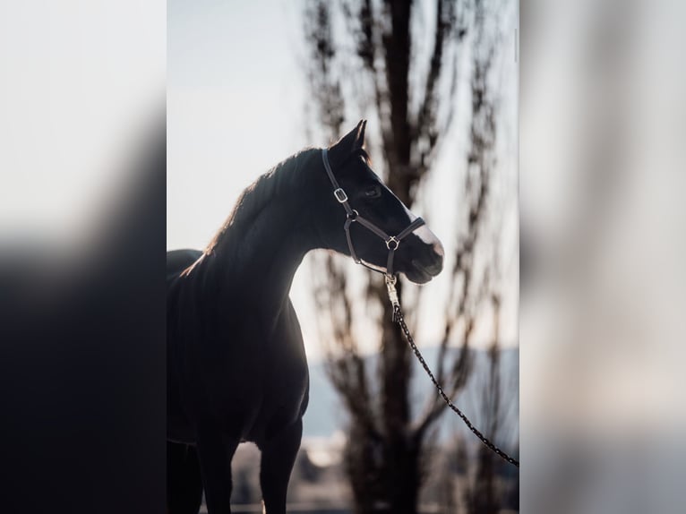 Sportivo Tedesco / Sportivo della Germania Giumenta 11 Anni 160 cm Morello in Frauenstein