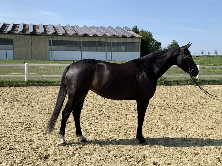 Sportivo Tedesco / Sportivo della Germania Giumenta 11 Anni 162 cm Baio nero in Neuenstein