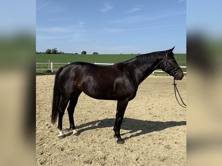 Sportivo Tedesco / Sportivo della Germania Giumenta 11 Anni 162 cm Baio nero in Neuenstein