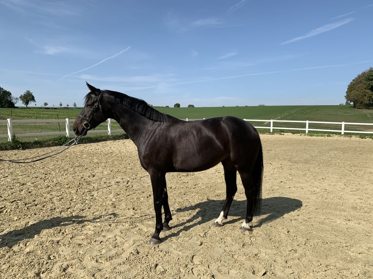 Sportivo Tedesco / Sportivo della Germania Giumenta 11 Anni 162 cm Baio nero in Neuenstein